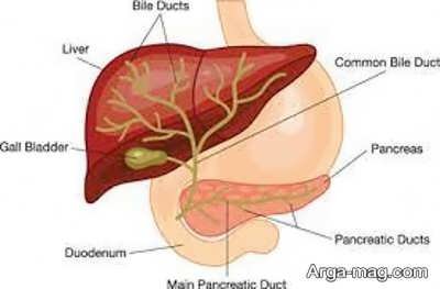 بررسی روش های درمان سیروز صفراوی