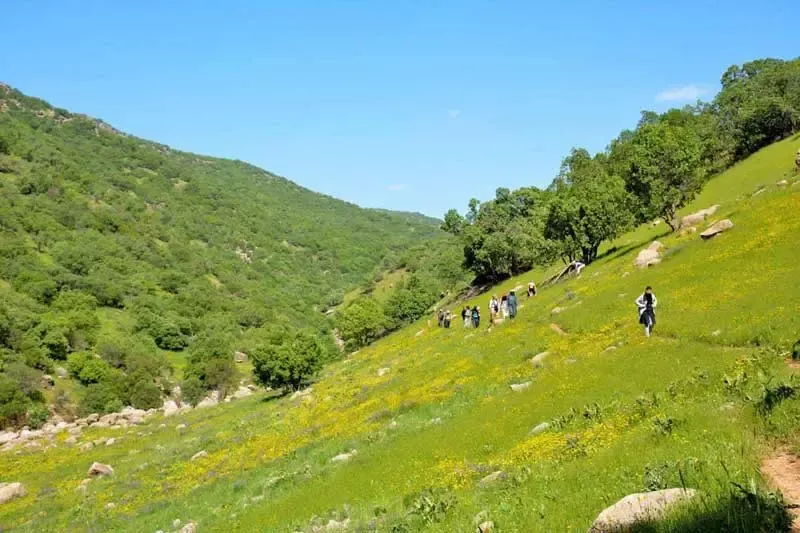 جنگل نای انگیز لرستان