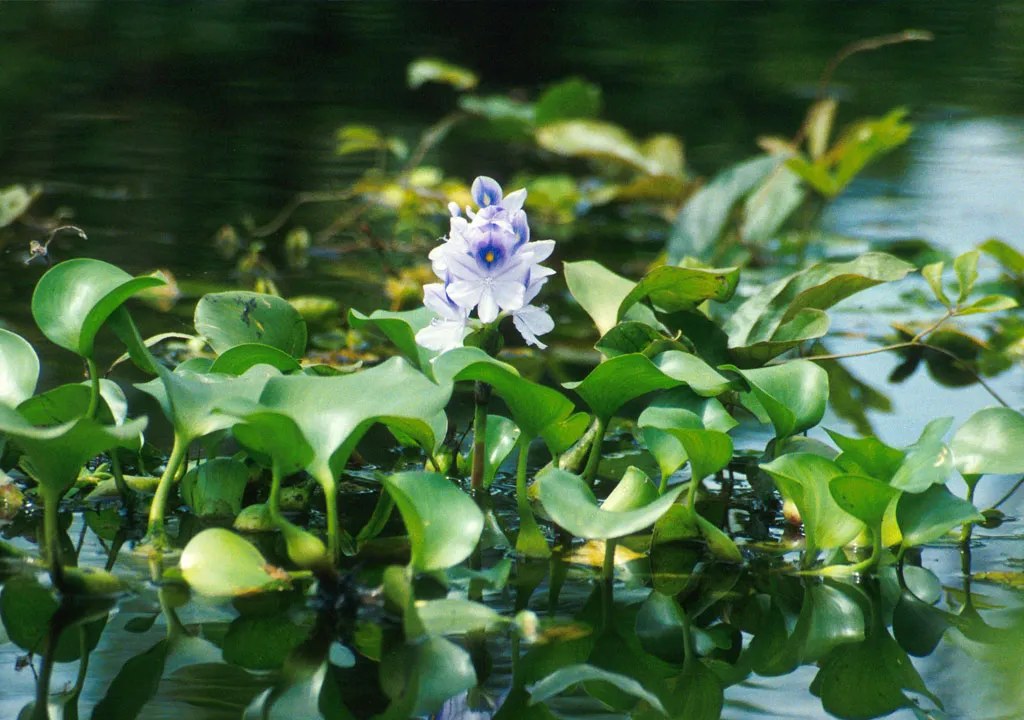 سنبل آبی (Pontederia crassipes)